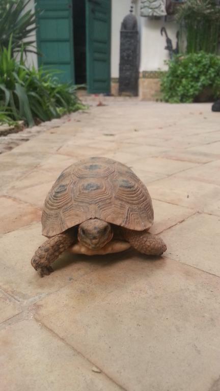 Dar Kleta 3* Marrakesh