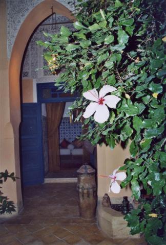 El Filali Riad