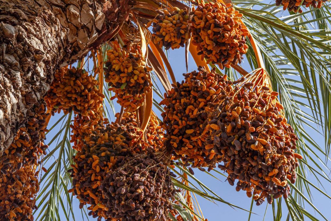 Bakkal Farm Agrolodge * Marrakesh