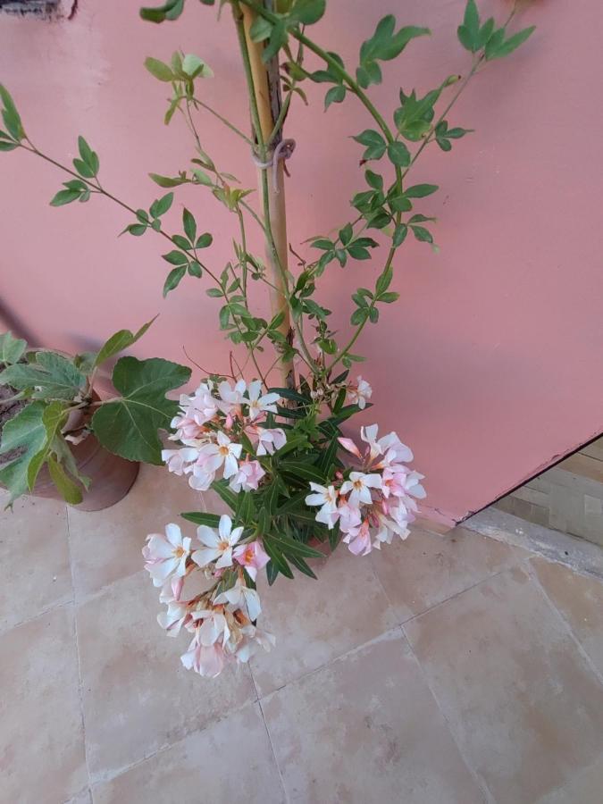 Homestay Maison Noe , Al Quaria , Ab40 *