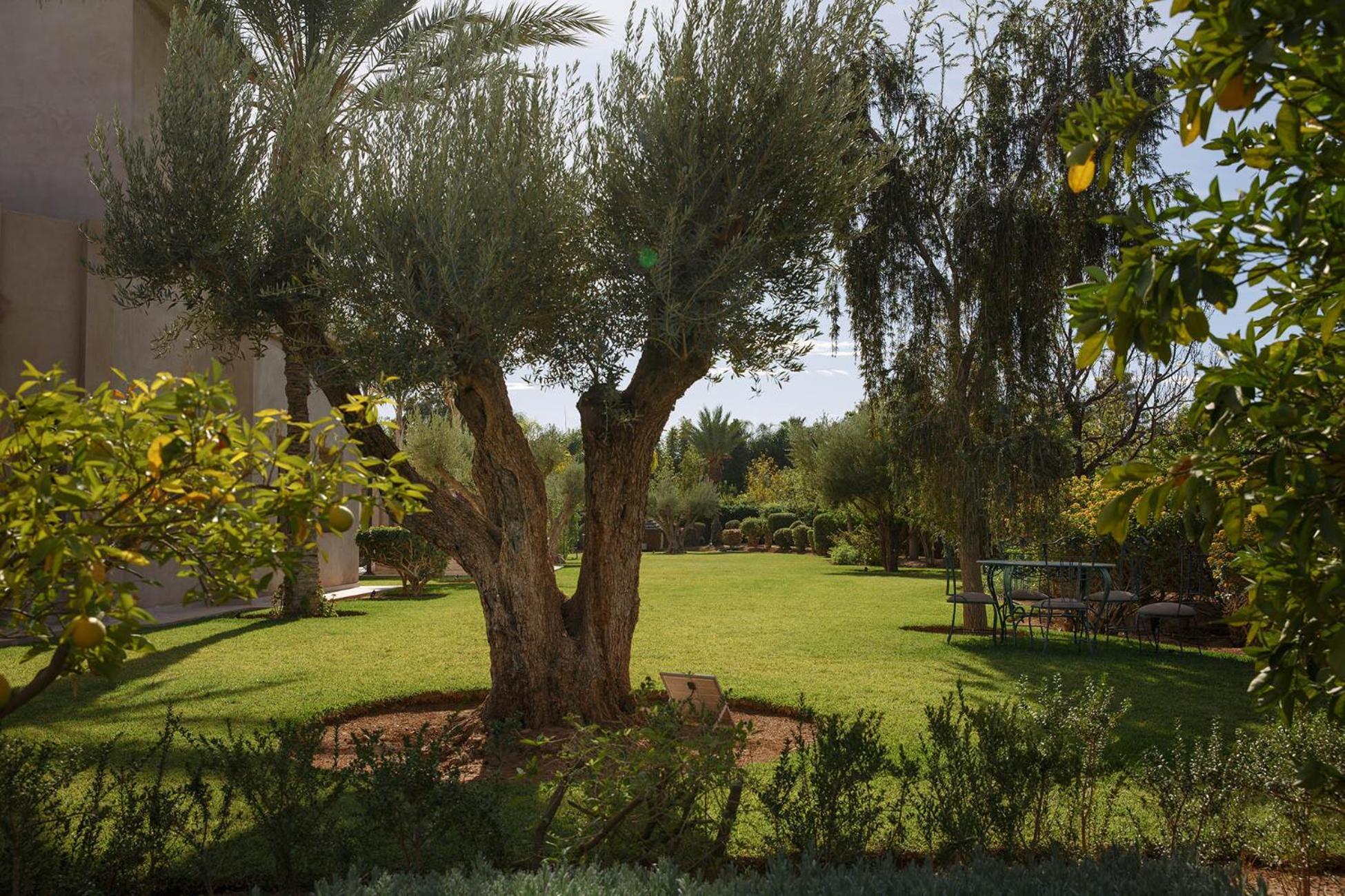 Douwart Marrakesh