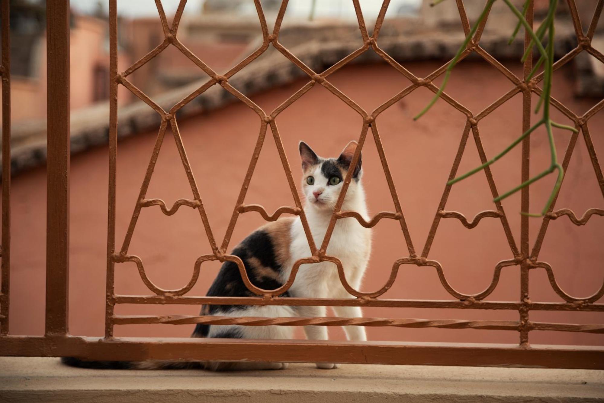 Miss Caracal Marrakesh