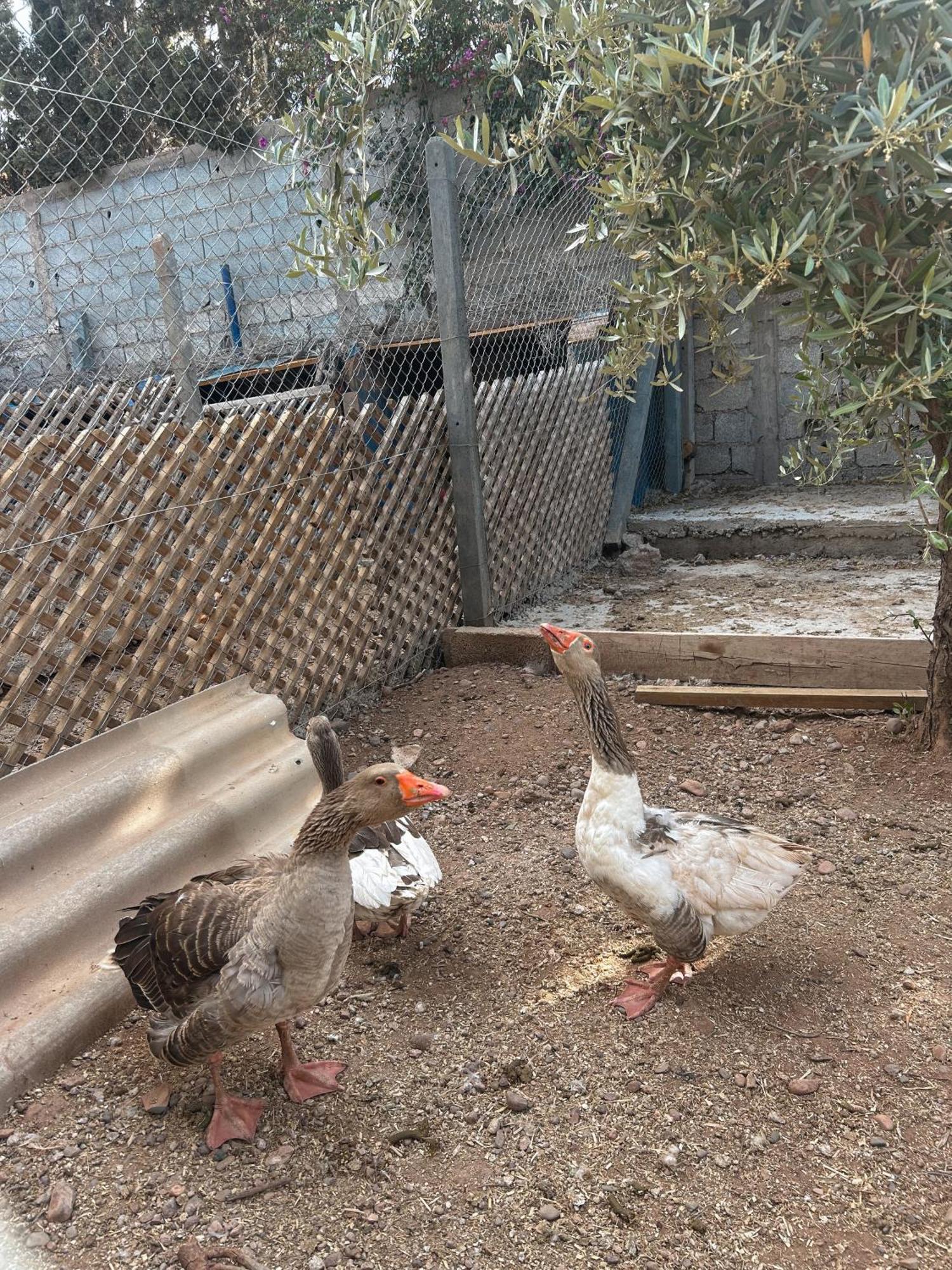 Alloggio in famiglia Fekhara Country Club Marrakesh