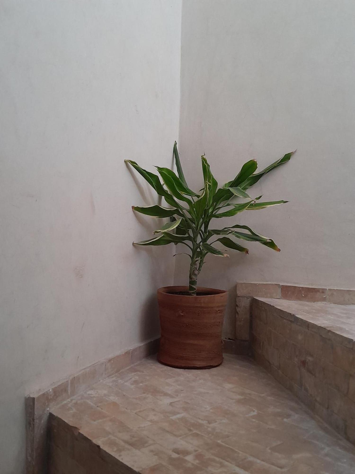 Riad Akkioui Bed & Breakfast *