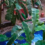 Riad Nabila