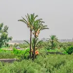 Green House