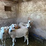 Riad Oussari