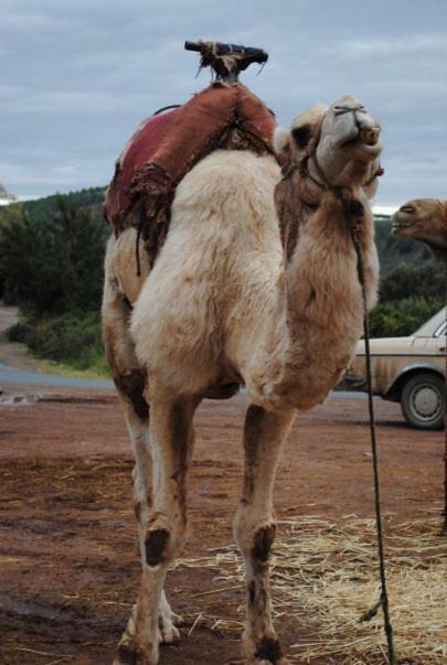 Dar Selen 3* Marrakesh