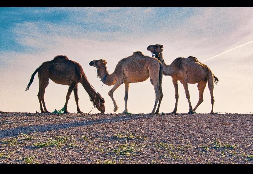 Marrakech Desert Dome Hotel *