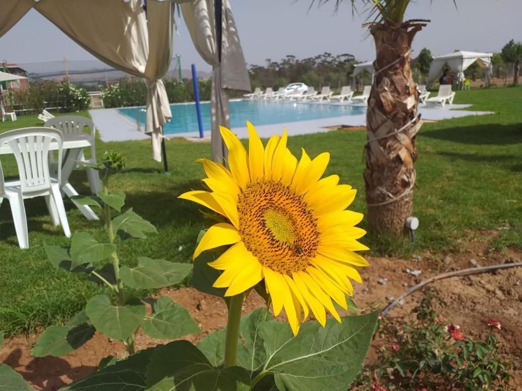 Grand Appartement, Familiale Avec Grande Piscine Et Jardin Bio * Marrakesh