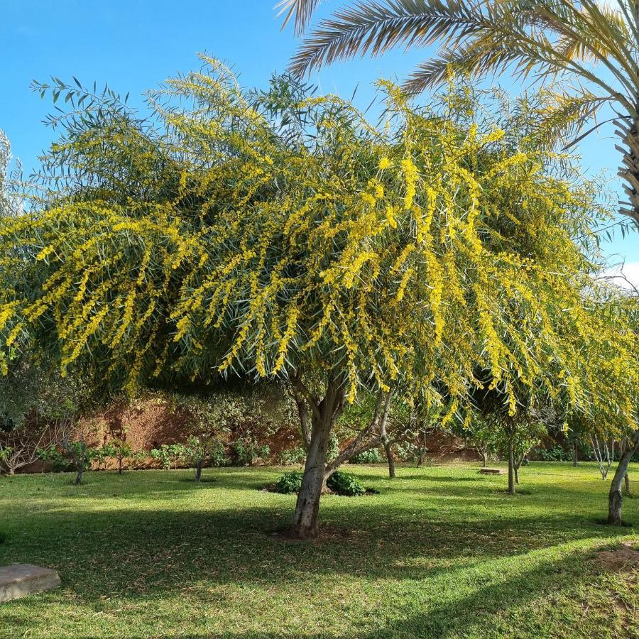 Les Deux Citronniers 3* Marrakesh