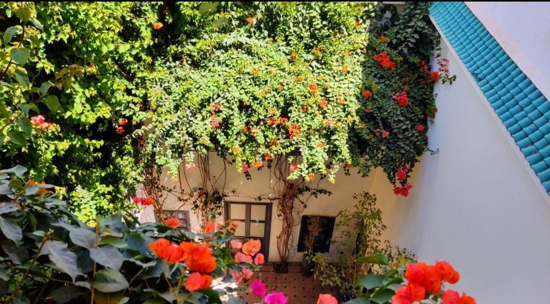 Bougainvillea 3*