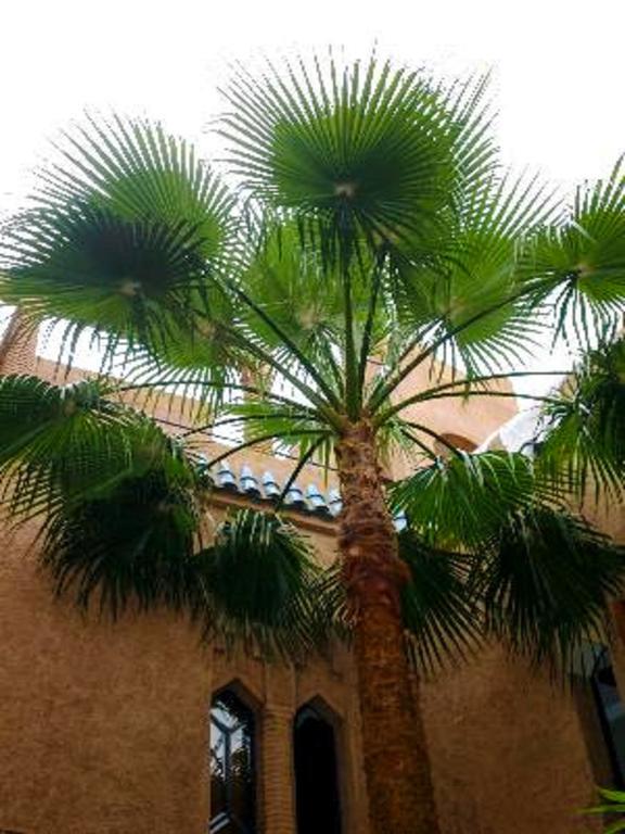 Zahir Marrakesh