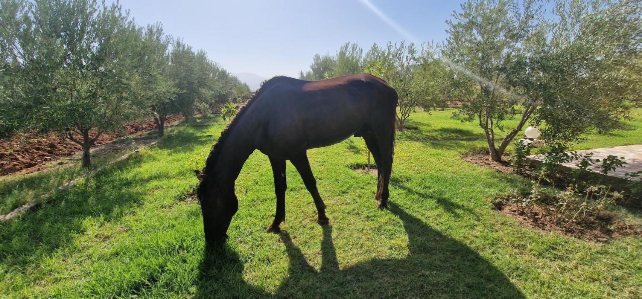 Morad Magnifique Avec Piscine Privée Ds Ferme De 4ha Marrakesh