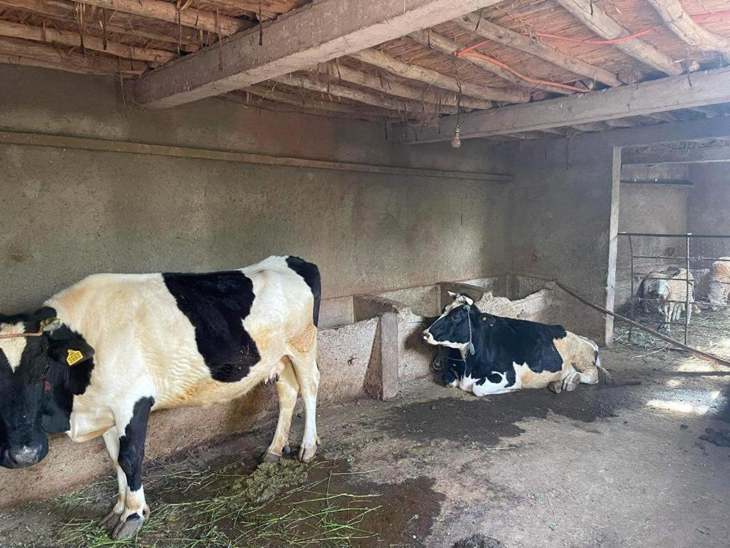 Motia's Farm Marrakesh