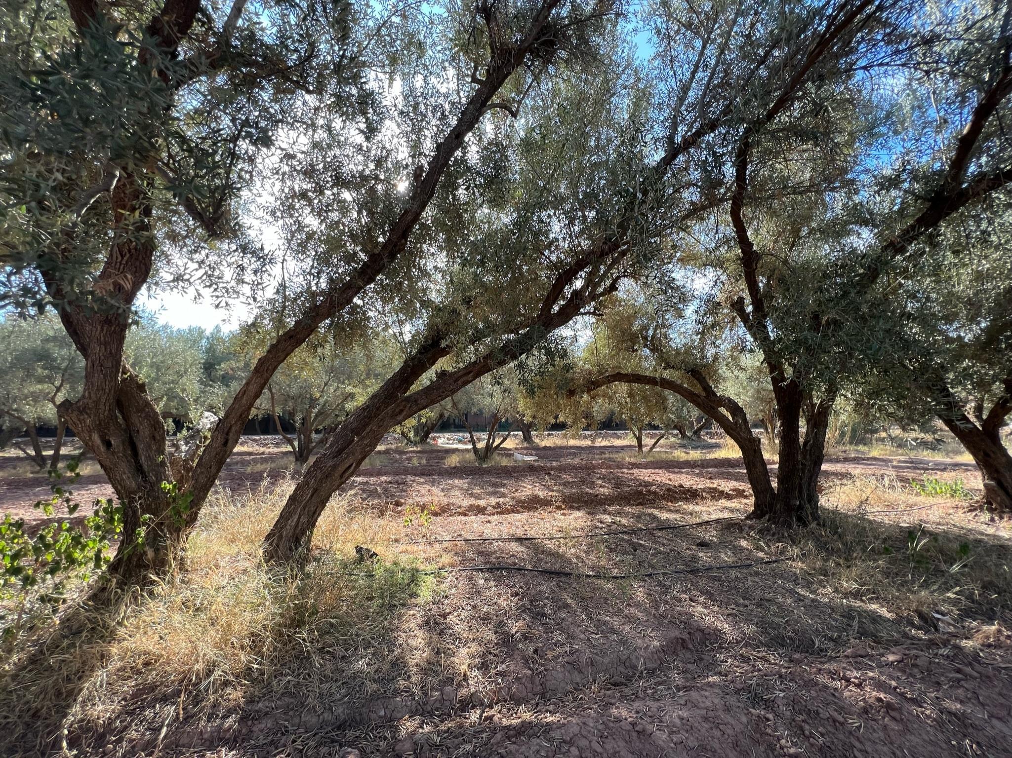 L'oliveraie Jnane Zitoune Hotel 4*