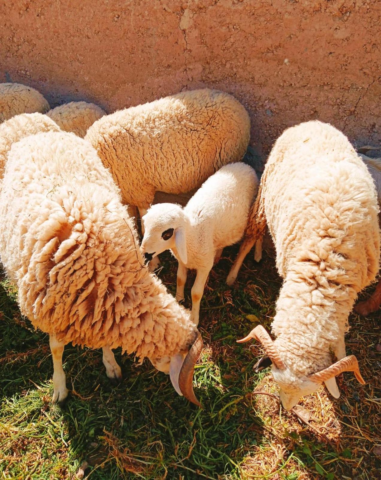 Family Village Marrakech Farm stay Marrakesh