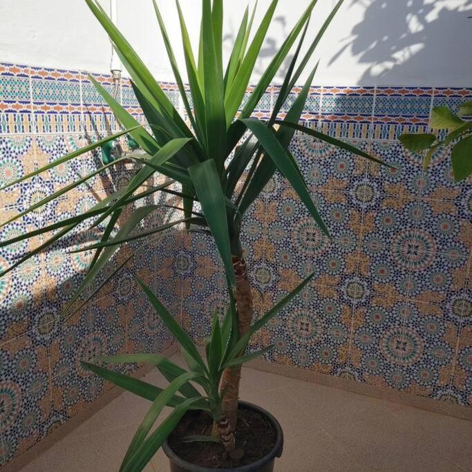 Dar Amane - Charmante Maison Marocaine Сasa de vacaciones *