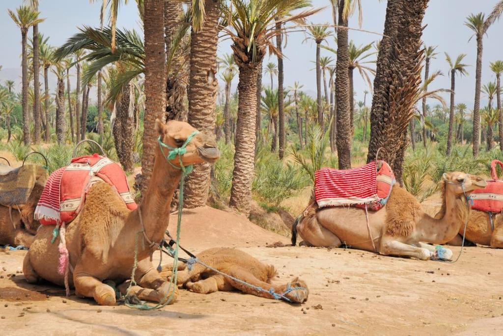 Serenity In La Palmeraie: 2-bed Marrakesh