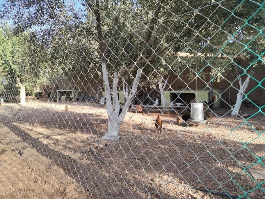 Marrakech Luxury Farm Villa *