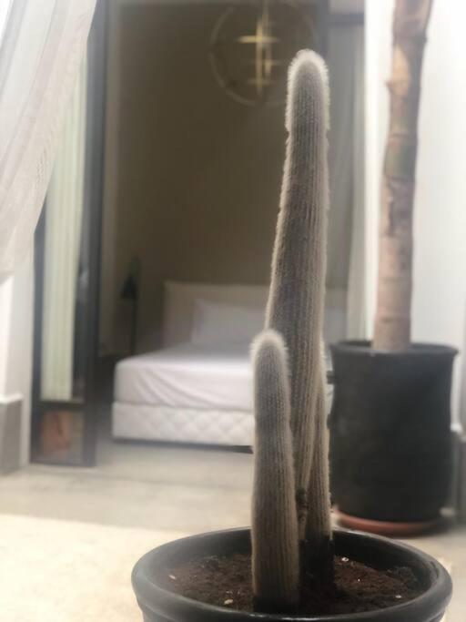 Darling Villa Marrakesh