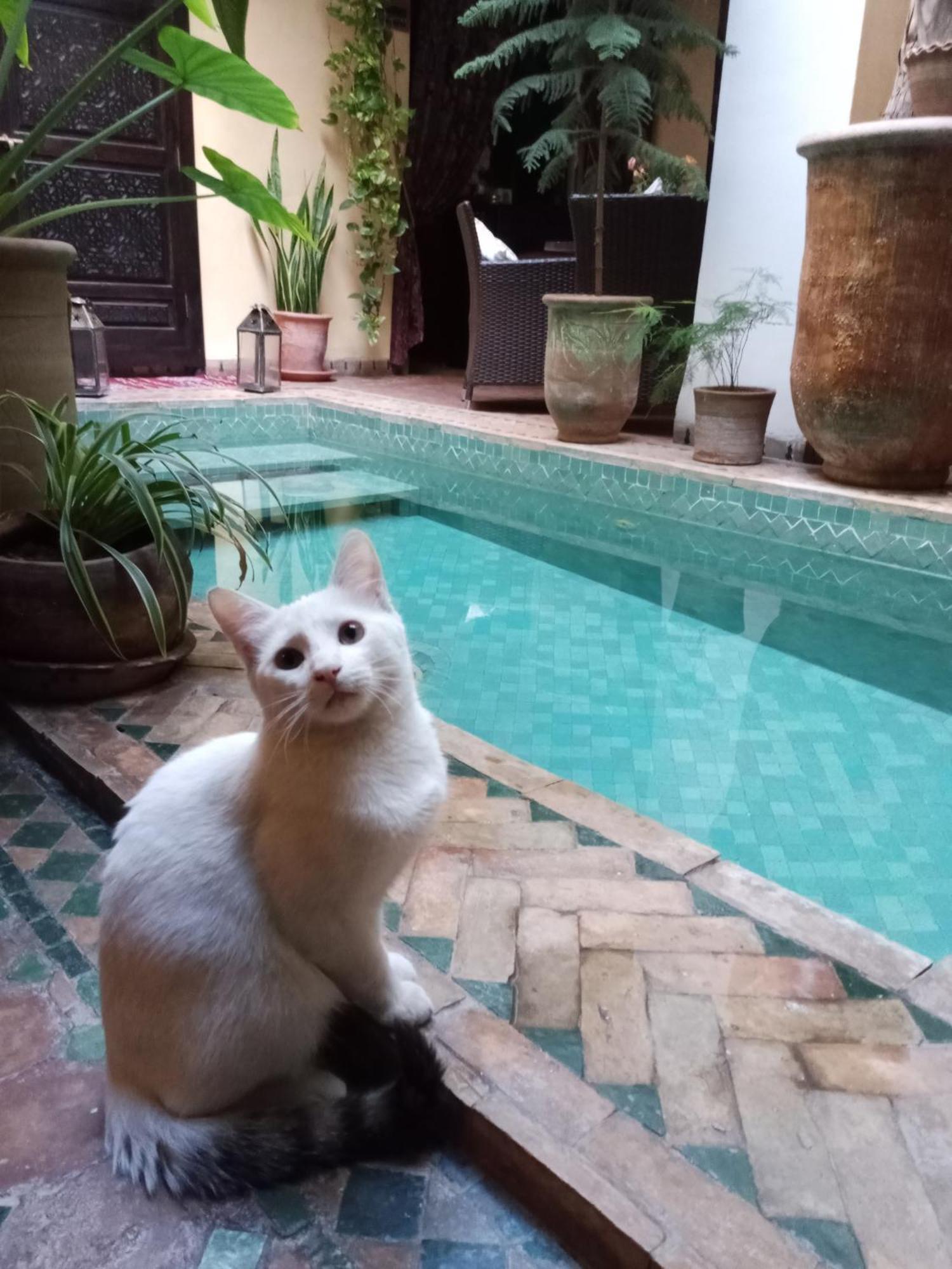 Aguaviva Marrakesh