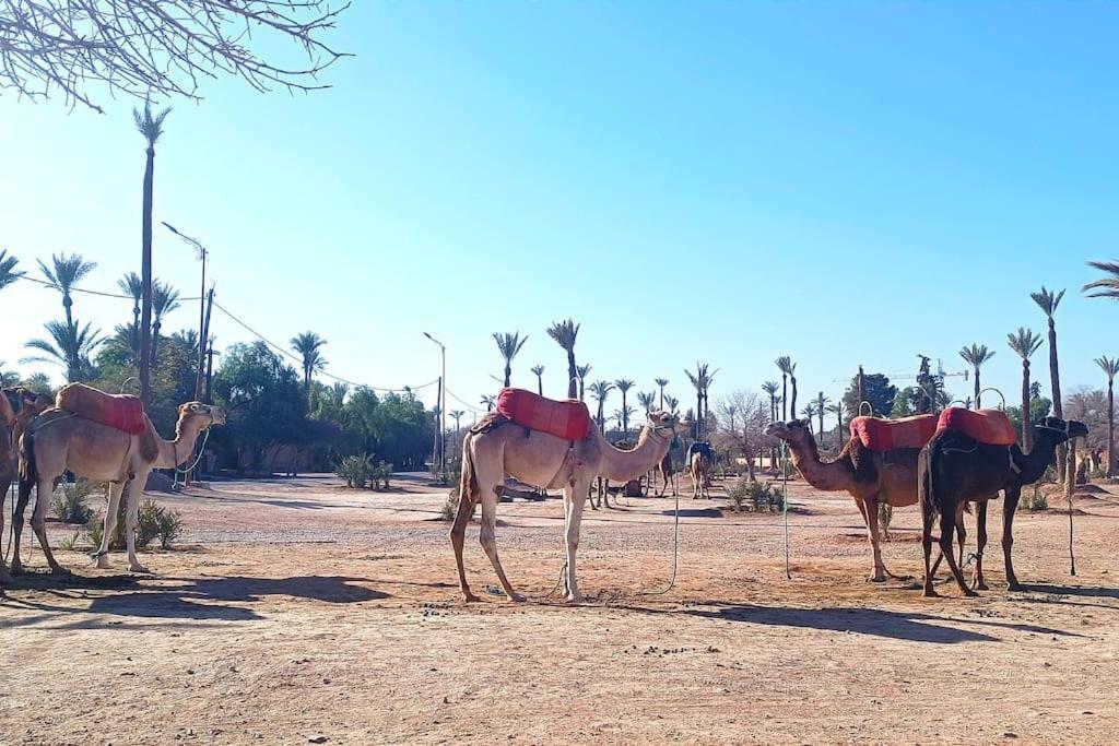 Oasis Appart Serenite Marrakesh