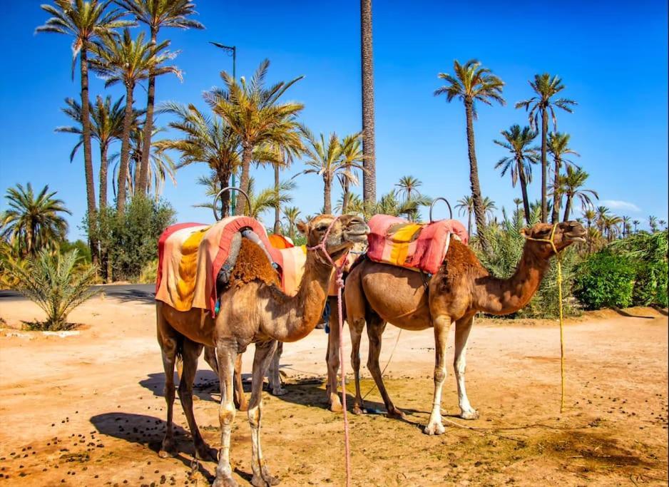 Apartment Hivernage Elysium - Marrakech Centre *