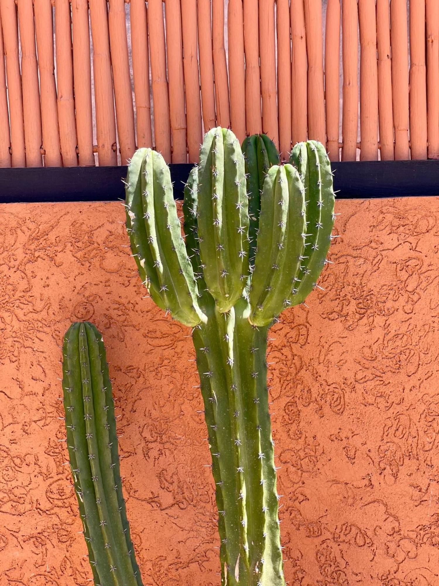 Jolie * Marrakesh