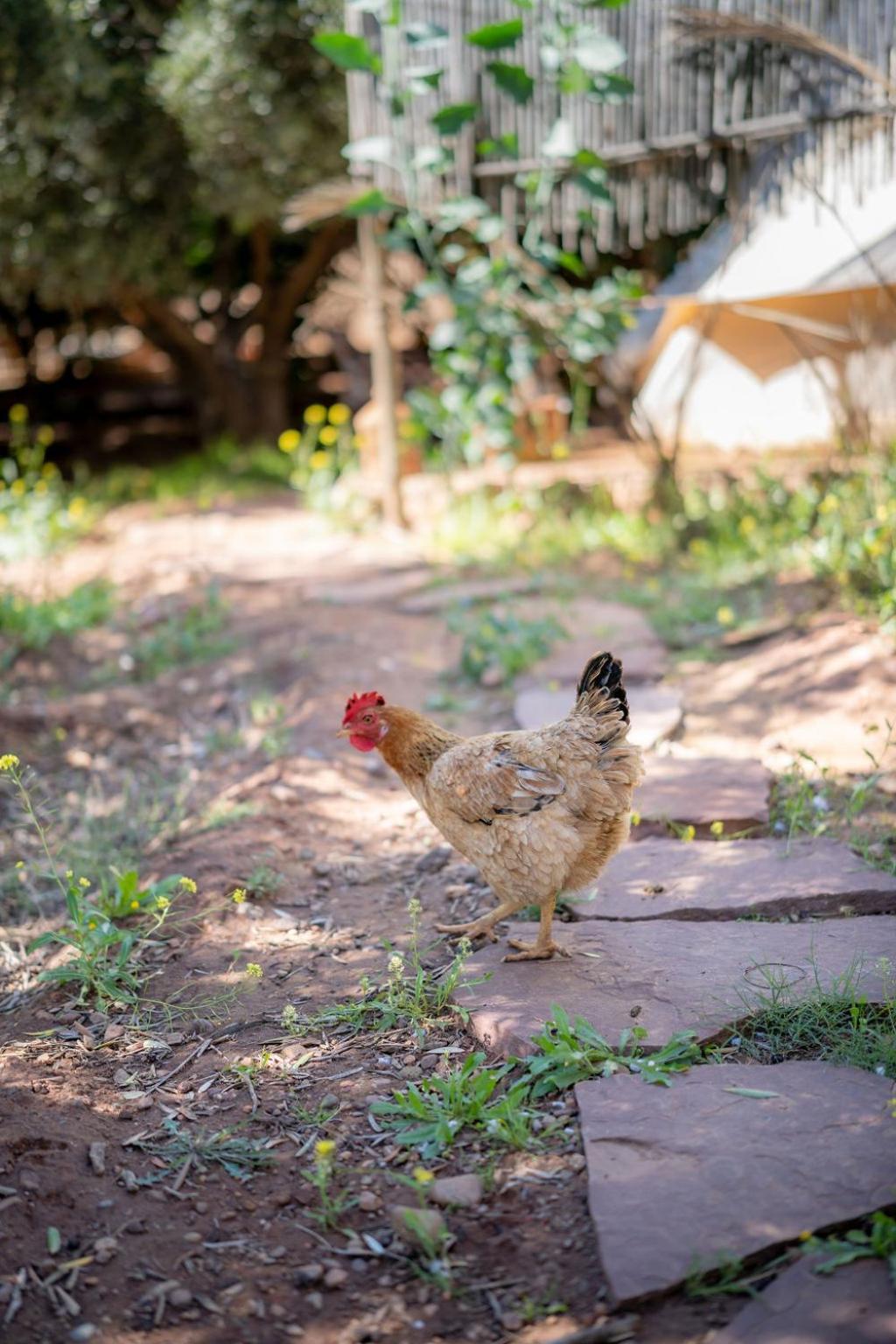 Tente de luxe La Ferme Des Tipis Marrakech