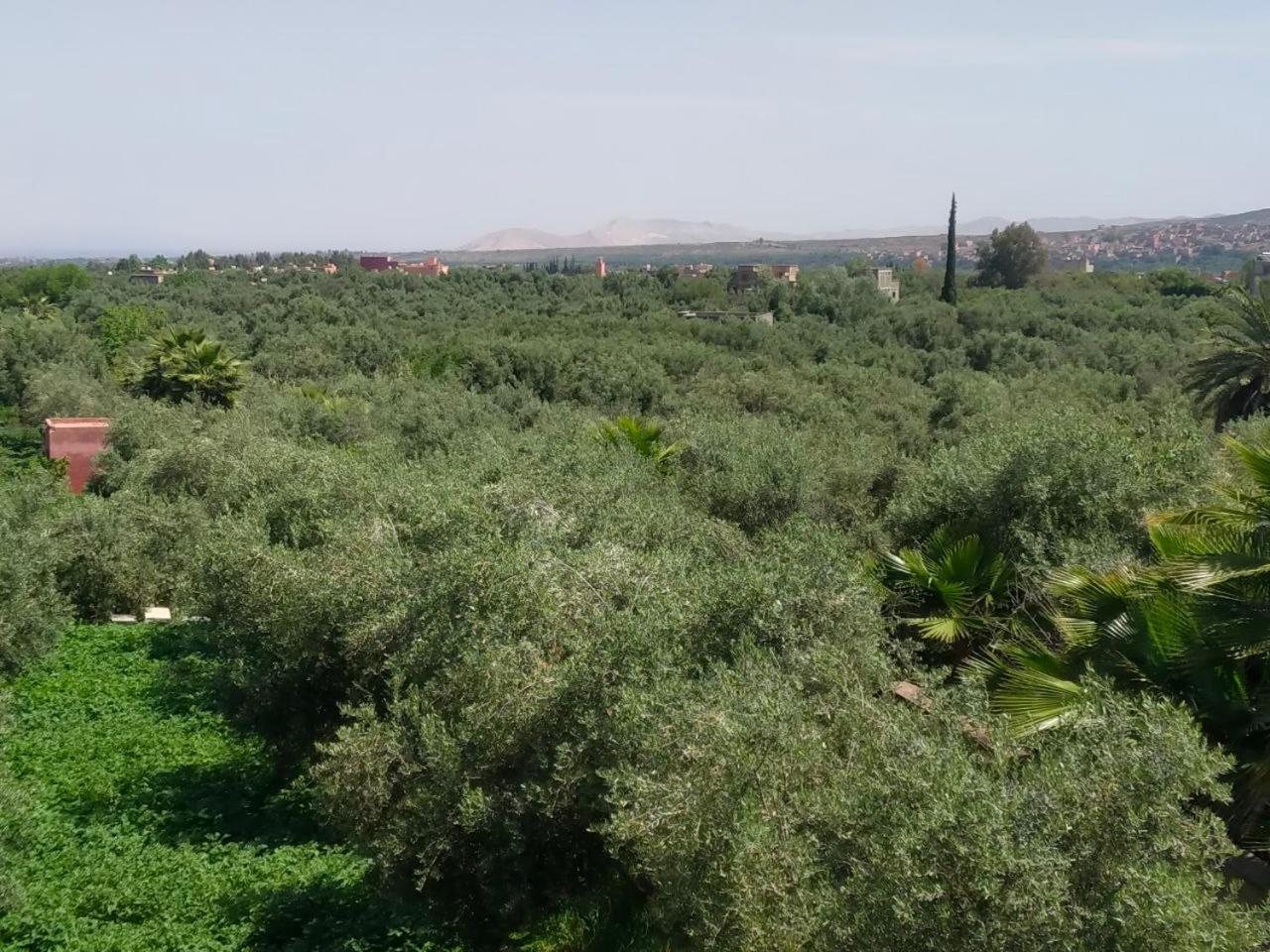 Marrakech Olive Haven Villa *