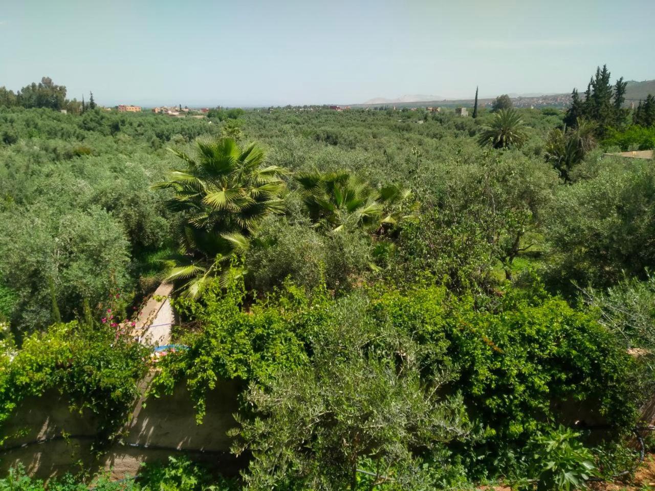 Marrakech Olive Haven Marrakesh