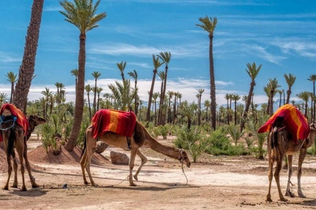 Red Rendezvous - Downtown * Marrakesh