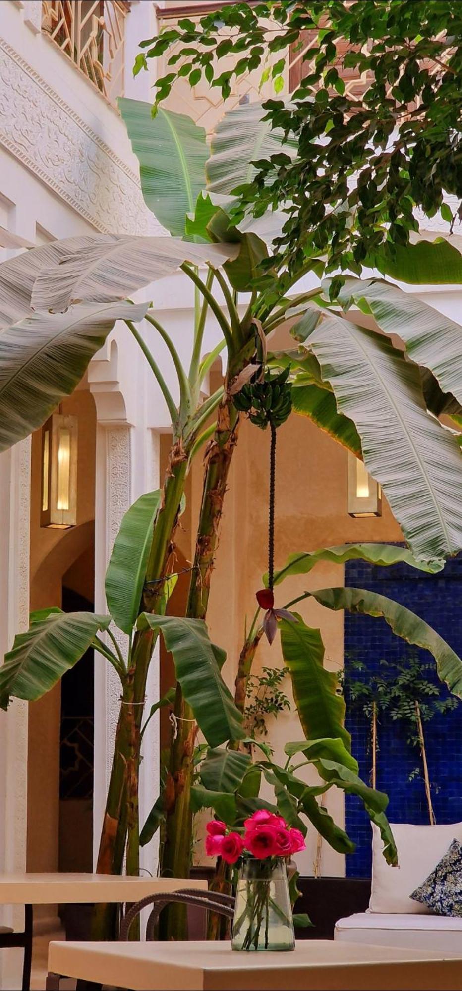 De Vincent Riad