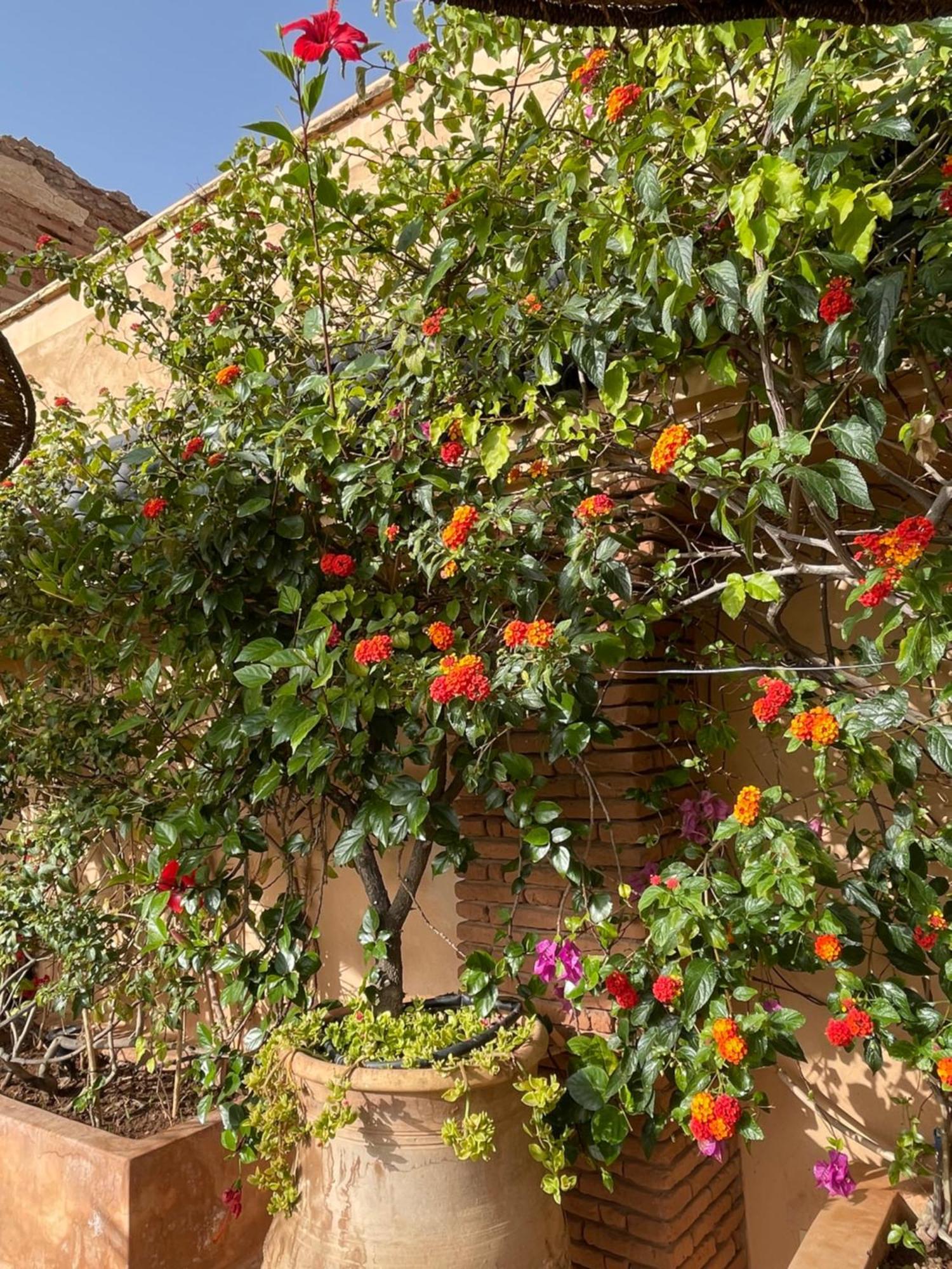 Zouhour Pensión