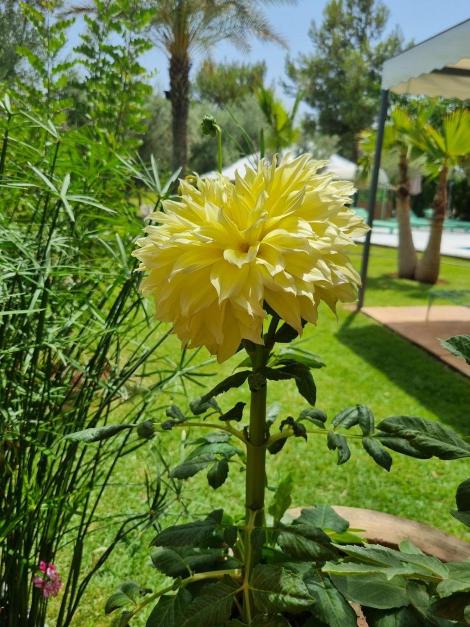 Les Deux Citronniers Pensión Marrakesh