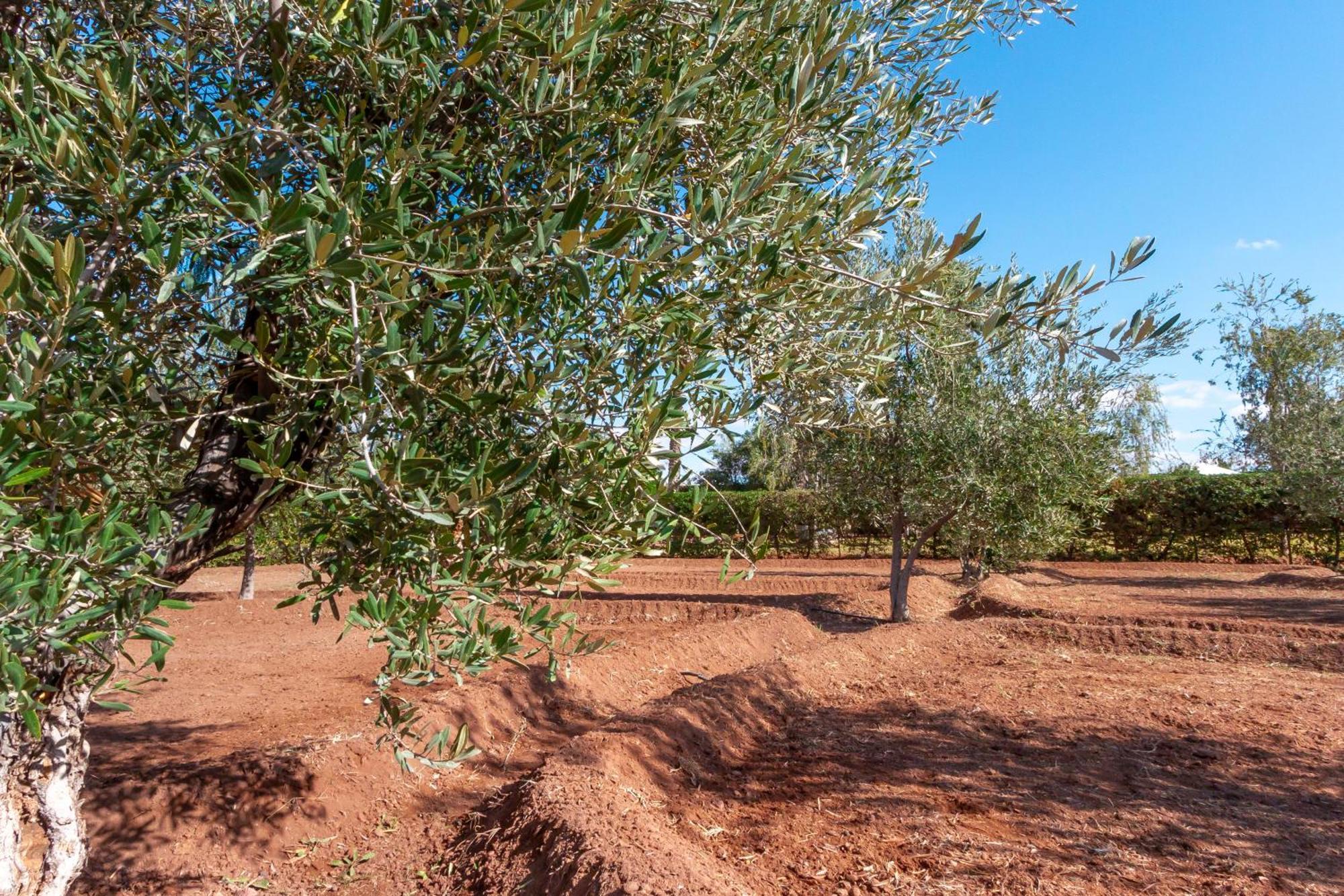 Villa Authentic Family House In The Palm Grove Marrakesh