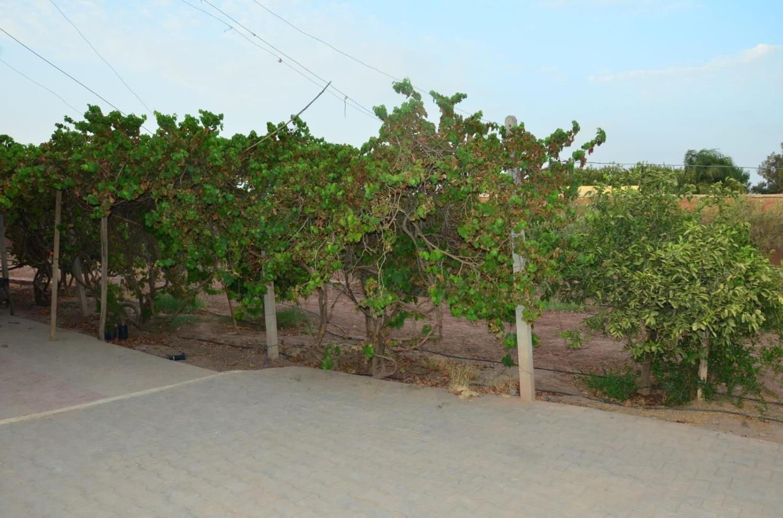 Dar Marjana