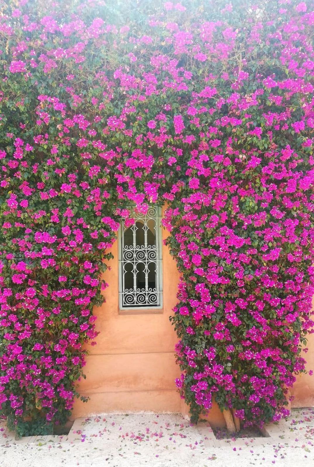 Villa La Porte Au Lion - Marrakech