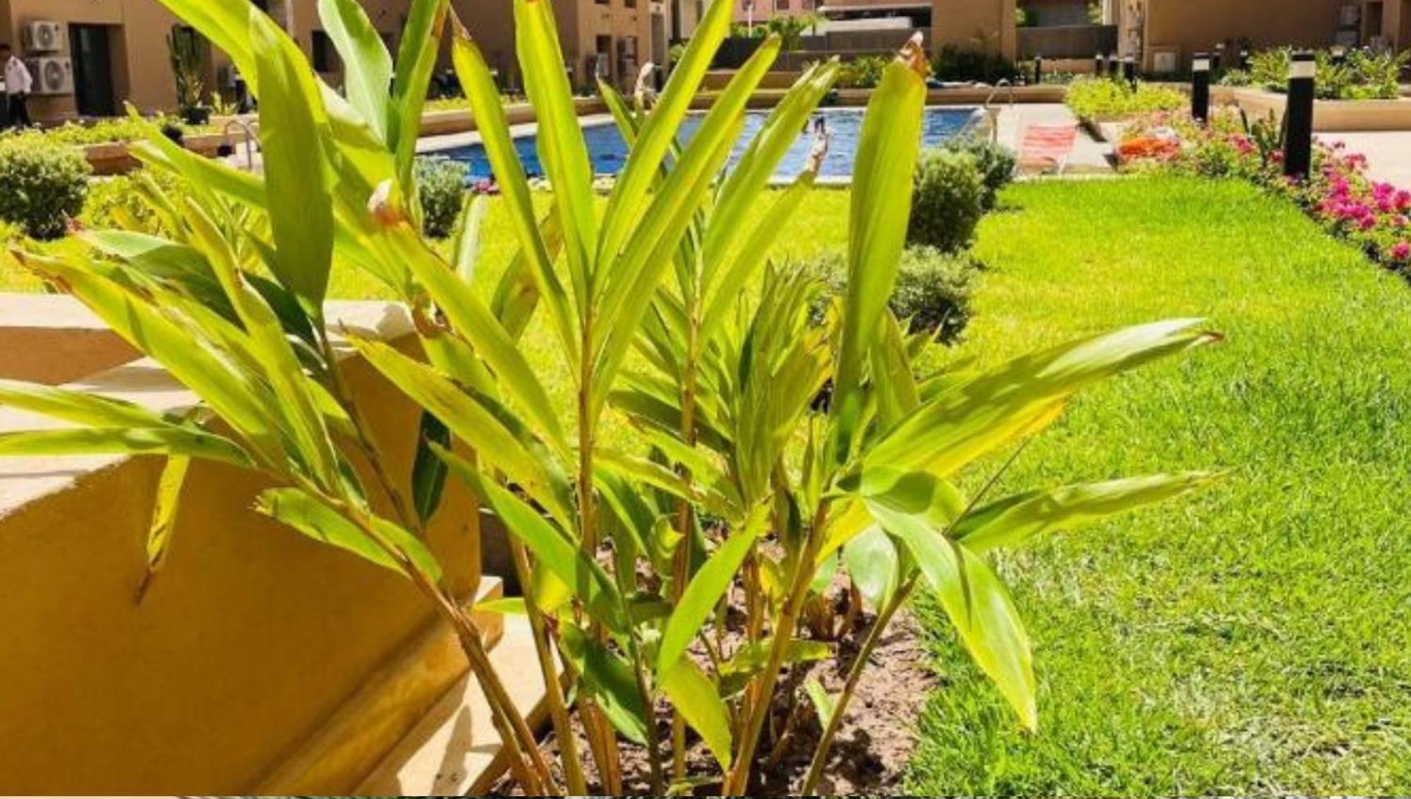 Duplex Palmeraie Gates Appartement Marrakesh