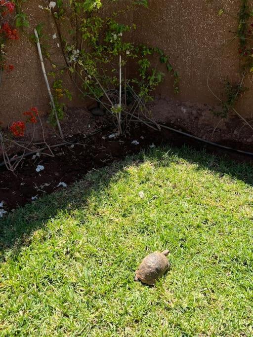 Des Tortues 3 Marrakech Piscine Privative Sans Vis A Vis Villa *