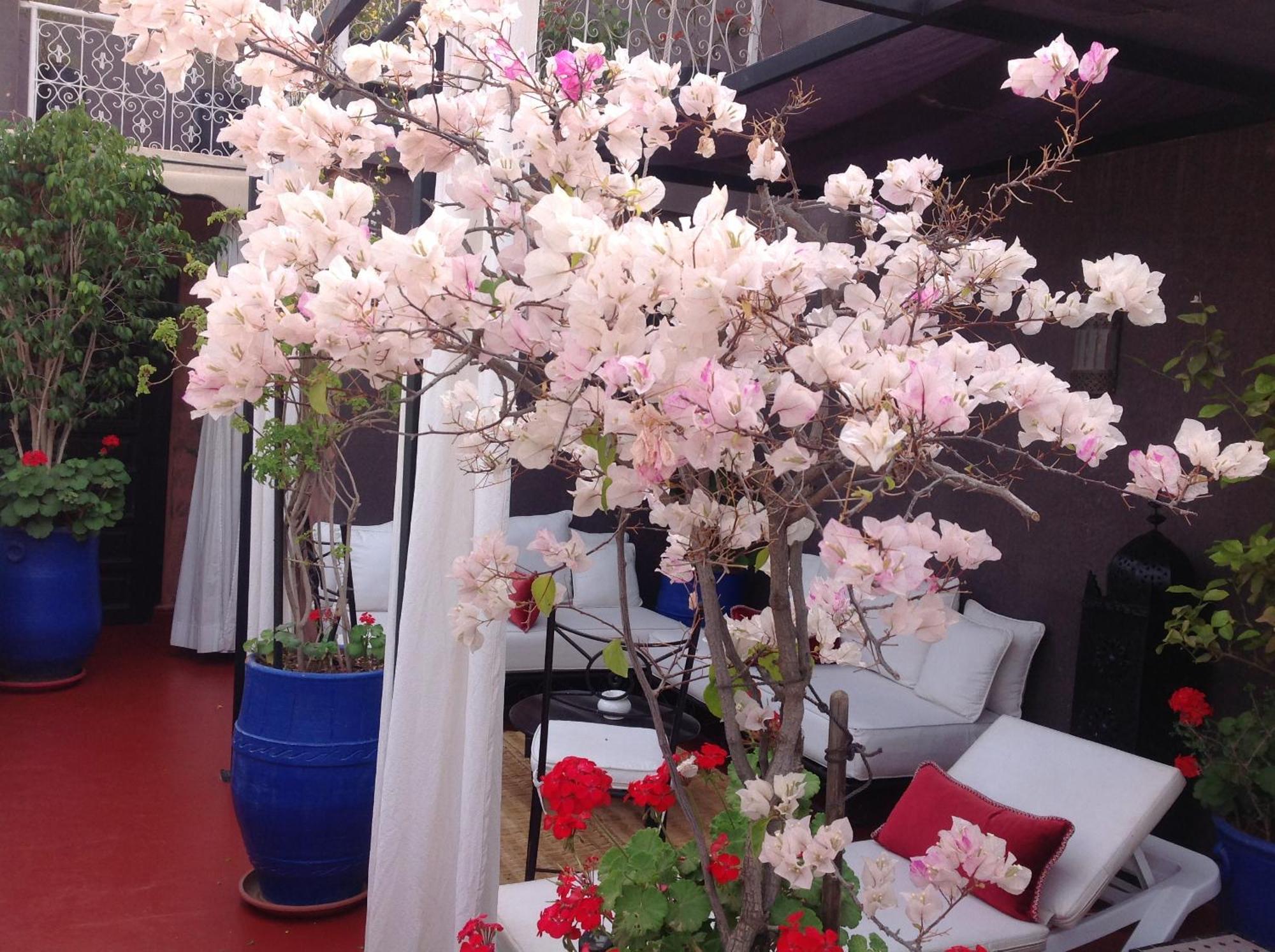 Syba Marrakesh