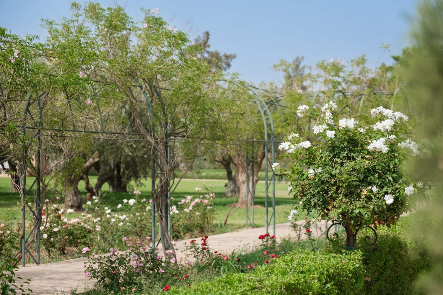 Tamari * Marrakesh