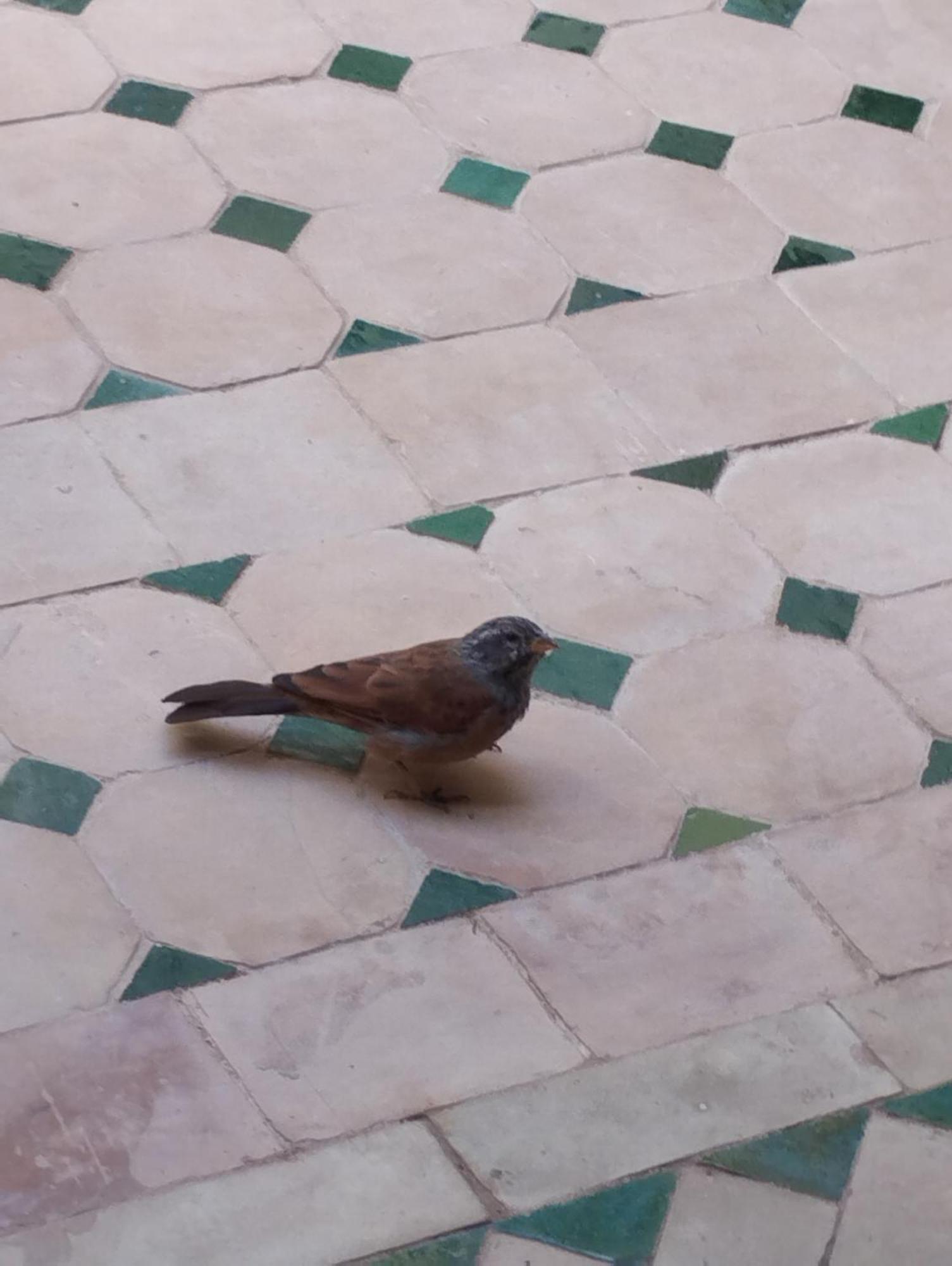 Saadaoui * Marrakesh