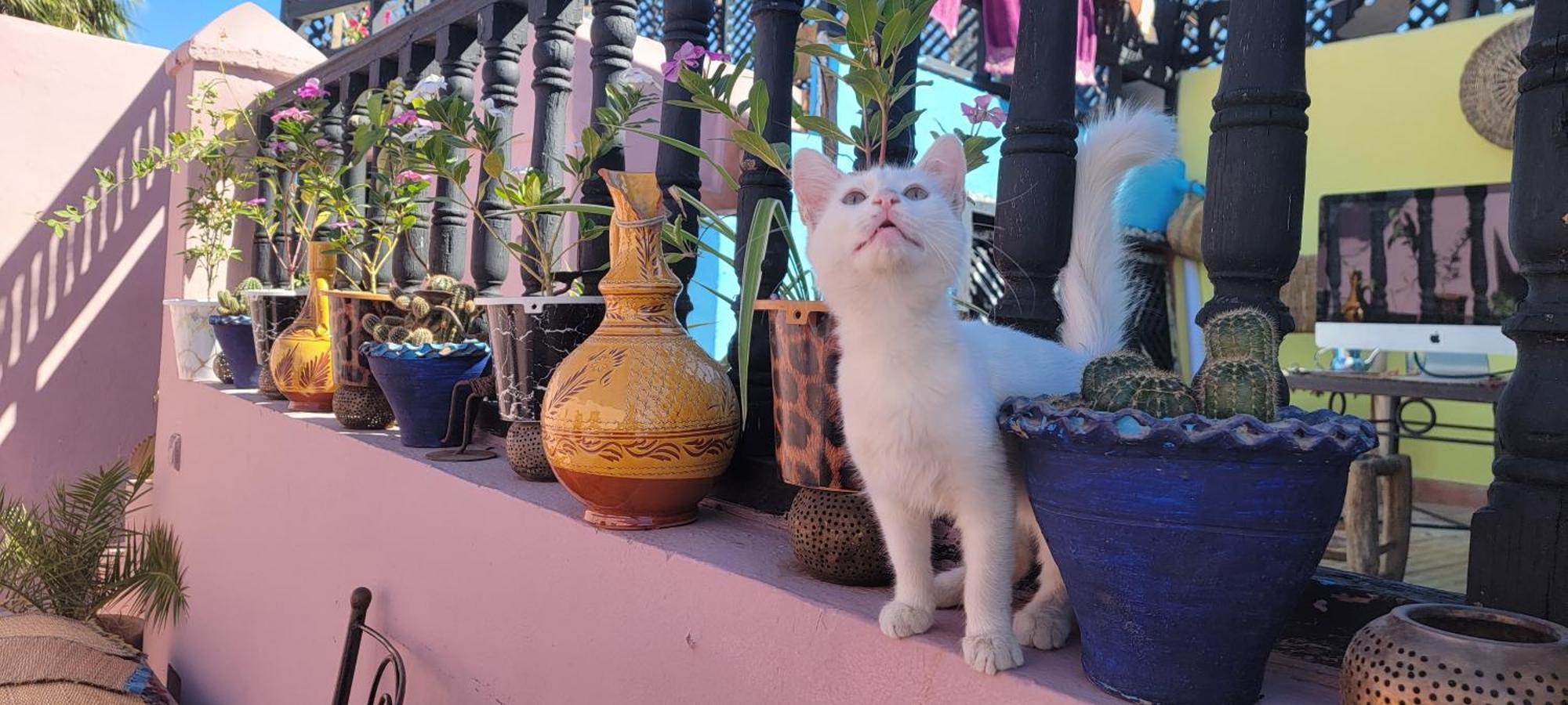 Mamma Riad Marrakesh