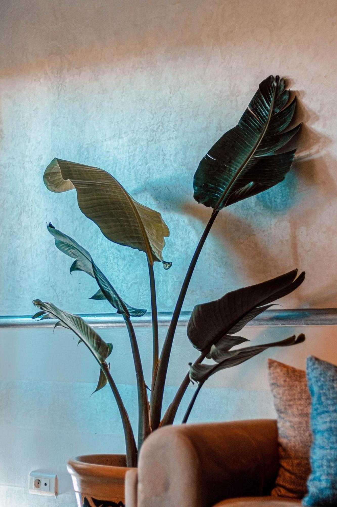 Marrakech Garden Tropical Escape Appartement *