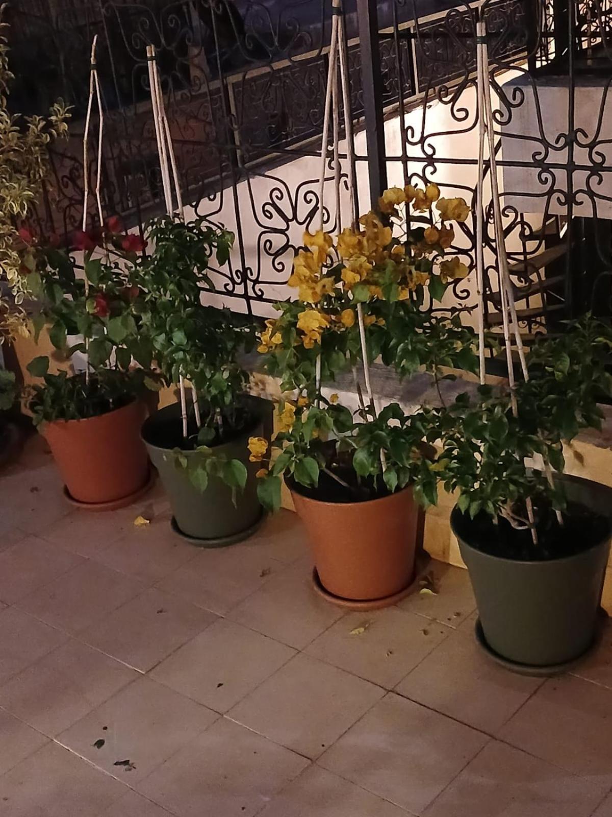 Dantella Riad