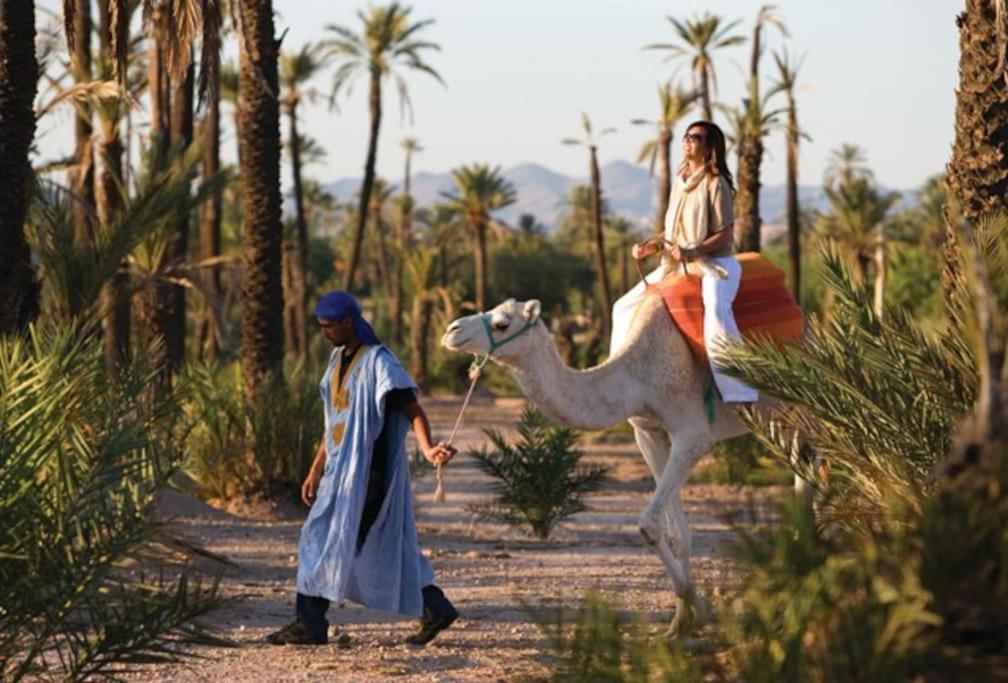 Naturalapartmentlarge Pool Marrakesh