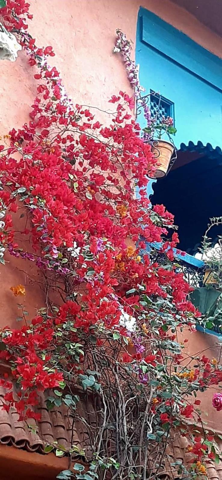 Maison Des Maitres * Marrakesh