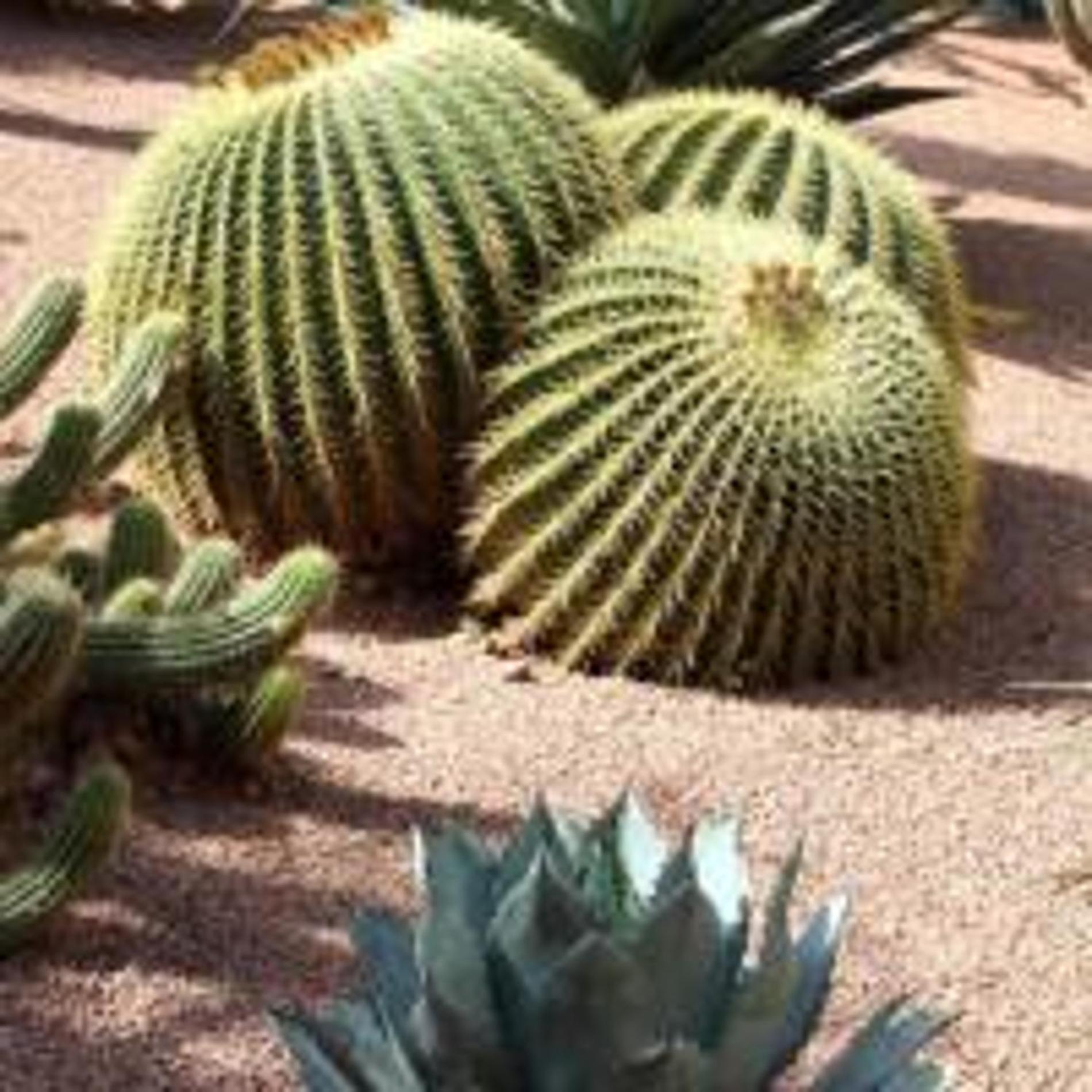 Al Nakhil Vakantiehuis Marrakesh